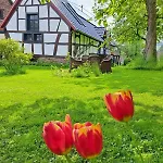Am Aremberg / Eifel *